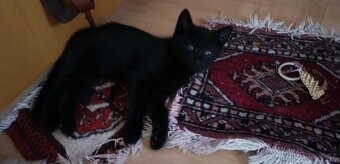 Modrooký kočky - 6