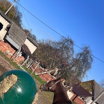 Krmný zvon pašík pro koně – nový, univerzální, regulovatel - 6