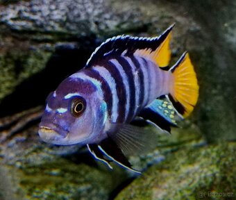 Tlamovci Malawi 4 - 6