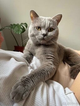 Britský kocour ke krytí - 6