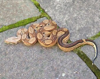 Boa imperator - Hypo Aztec Red Pastel het Sharp Albino - 6