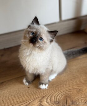 RAGDOLL KOŤATA BEZ PP NA PRODEJ - 6