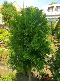 Thuje,  Thuja, Túje, Zerav, stromky, keře - 6