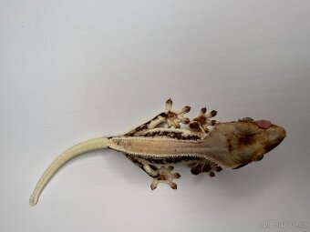 Pagekon řasnatý- Correlophus ciliatus - 6