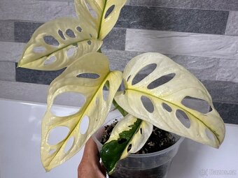 Monstera Adansonii Japanese Tricolor - 6