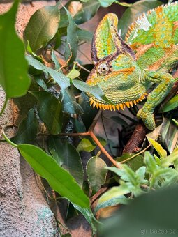 Terárium s chameleonem - 6