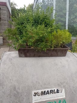 Ptačí zob na živé ploty,sazenice rostlin - 6