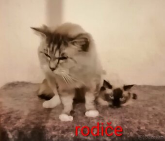 Ragdoll koťátka - 6