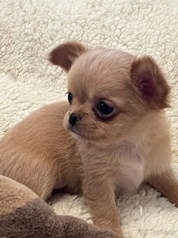 ČIVAVA štěňátka s pp - 6