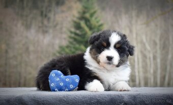 Australský ovčák s PP - 6