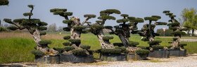 Mrazuvzdorný olivovník - Olea europaea - bonsai - 6
