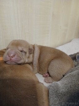 Sharpei,šarpej stěně s PP - 6