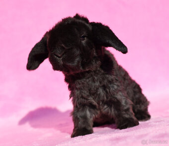 Zakrslý rex beránek , samička s VP . - 6