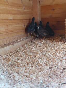 Křepelka čínská - 6