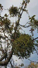 Prodám krásné jmelí na dekorace, do kytic apod. - 6