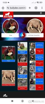 American Bully pocket - 6