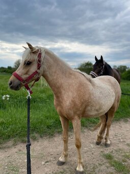 Pony klisna 2r. - 6