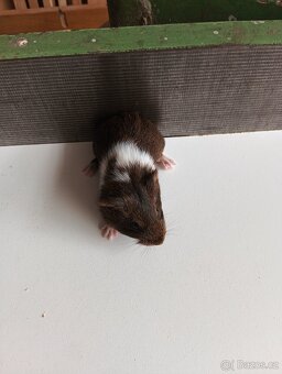 Prodám dva kluky 🐹 - 6