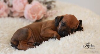 Rhodesian Ridgeback - 6