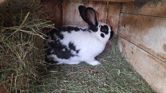 Loňské podzimní králíci - 6