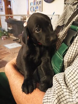 Prodám štěňátka - 6