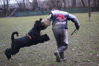 Knírač velký černý - štěňátka s PP - 6