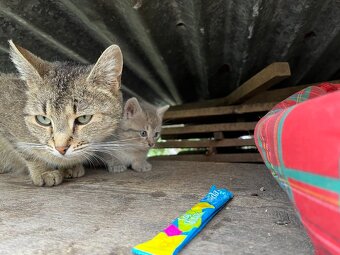 Koťata k adopci - 6