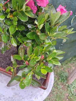 Bonsaj,bonsai Azalka - 6