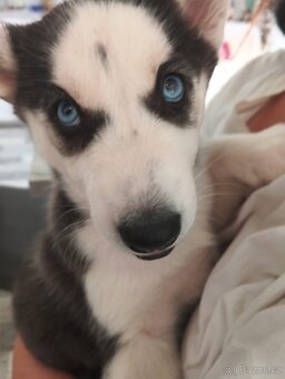 Husky štěne fenka. - 6