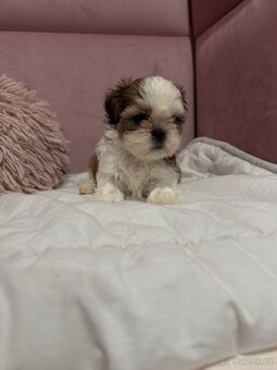 Shih tzu s PP, shih-tzu, Shi tzu, si cu, si tzu - 6