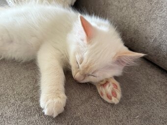 Ragdoll kocourek - 6