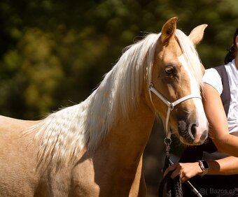 Prodám klisnu welsh pony, sekce B. - 6