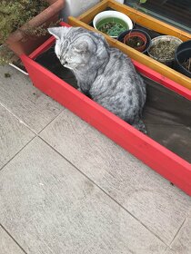 Truhlíky dřevěné květináče 3 ks velké - 6