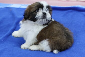 Shih-tzu, Shih tzu, si cu bez pp - 6