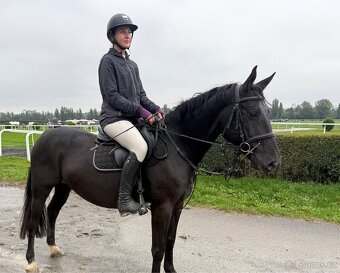 pony klisna kat. B - 6