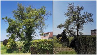 Odborný ořez stromů - 6