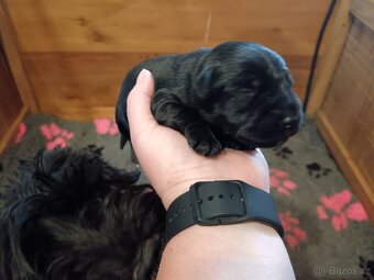 Knírač malý černý s PP - 6