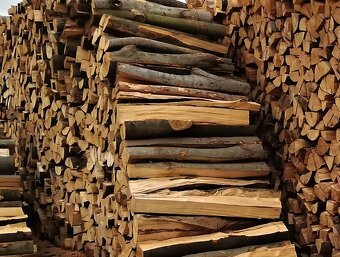 práce brigáda dřevo - 6