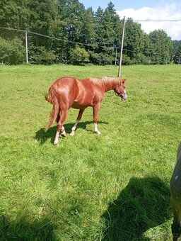 Kobylka 2024 po GO-ON, matka po ARISTO Z - 6