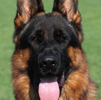 Německý ovčák - 6