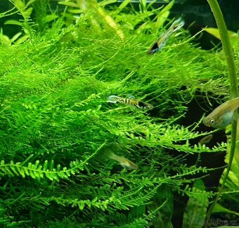 Rostlinky a rybky - 6