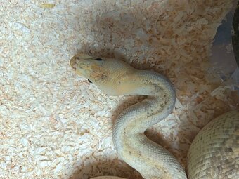 Krajta královská Dospělá chovná skupina - 6