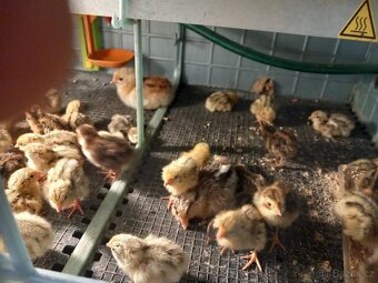 Prodám slepičky Křepelky japonské. - 6