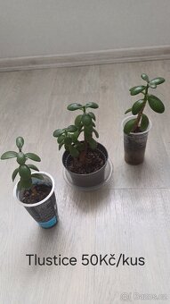Nenáročné pokojové rostliny - 6