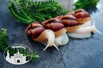 Africký šnek Lissachatina fulica albino body Snails - 6