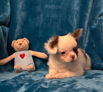 Čivava dlouhosrstá s PP - Pejsci - 6