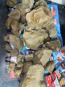 Zkameněliny - fosilie - 6