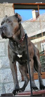 Bandog - 6