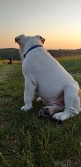 Anglický buldog na prodej. - 6