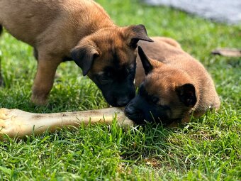Belgický ovčák Malinois s PP - štěňata 8.týdnů - 6